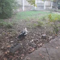 اردک نر روسی|حیوانات مزرعه|ساری, |دیوار