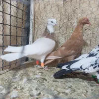 کفتر پرنده کبوتر