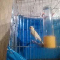 ماده قناری