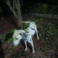 معاوضه با سگ نگهبان گیرنده|سگ|عباسآباد, |دیوار