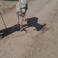 فروش الاغ ماده گله ای به شرط