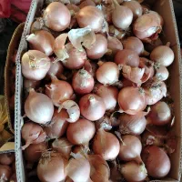 پیاز سورت شده