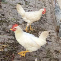 خروس|حیوانات مزرعه|گناباد, |دیوار