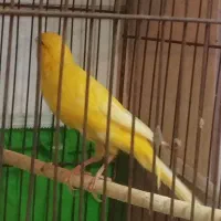 یک عدد قناری ماده|پرنده|باسمنج, |دیوار