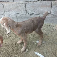 کره ماده شیری