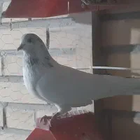 کبوتر شکار فروشی|پرنده|مهاجران, |دیوار