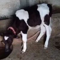 گوساله نردوماهه