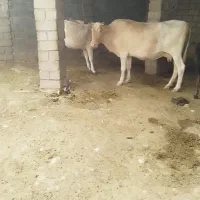 گاوداشتی درجه ۱شرط سالم