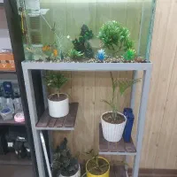 آکواریوم شیشه خم شرکتی باتمام وسایل وماهی