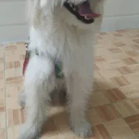 فروش یک عدد تریر تربیت شده