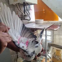 ماده اماده ۴عدد