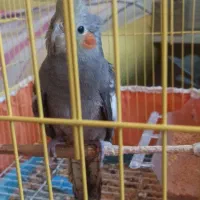 جوجه عروس هلندی سینامون
