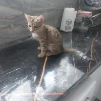 واگذاری بچه گربه سه ماهه|گربه|زنجان, |دیوار