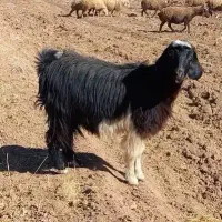 بز  توشتیر   بزغاله  گوسفند  بره میش|حیوانات مزرعه|کرمانشاه, |دیوار