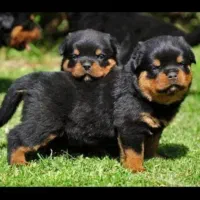 واگذاری سگ توله روتوایلر اصیل نگهبان|سگ|کرمان, |دیوار