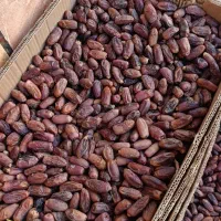 خرما دیری|حراج|اهواز, اهواز|دیوار