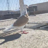 کفتر ابلق زرد|پرنده|شیراز, گویم|دیوار