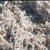 تفاله ی ذرت علوفه ای