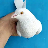 کلوتر پاکستانی اصل