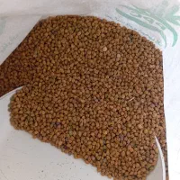 نخود قرمز