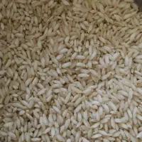 برنج عنبربو اهواز