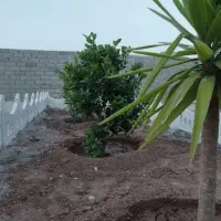 باغچه ۱۵۸ متری نهال کاری شده در مجموعه