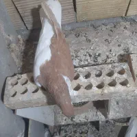 چپ زرد ماده