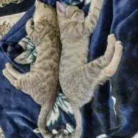 واگذاری بچه گربه سه ماهه