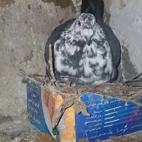 کفتر کبوتر پلاکی کشکی سینه سفید