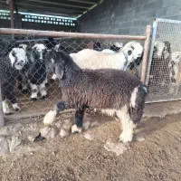 بره 5ماهه شیری