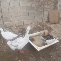 قوغاز|پرنده|مرند, |دیوار