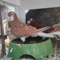 کفتر ساده زرد سرخ  هفت‌رنگ پر خال جوجه