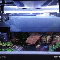 اکواریوم ماهی|ماهی|کرمان, |دیوار