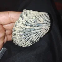 فسیل صدفی قدمت دار