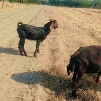بز بزغاله دار