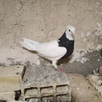 جفت طوق شازده ای هفت رنگ معاوضه هم دارم|پرنده|شیراز, بهارستان|دیوار