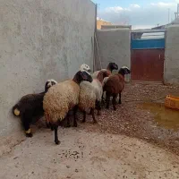 میش بره ابس