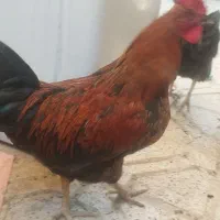 خروس محلی سرحال