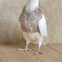 طوقی نر|پرنده|شهرضا, |دیوار