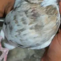 طوقی|پرنده|اشکنان, |دیوار