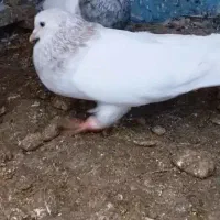 انگشترکبوتر قشنگ