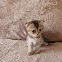 گربه فول اسکاتیش ماده