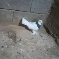 کفتر خوب|پرنده|فارسان, |دیوار