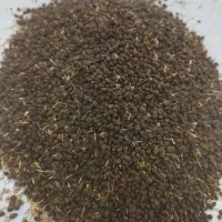 خولار دان پرنده کفتر کبوتر