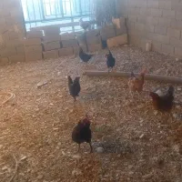 مرغ وخروس