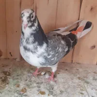 کفتر پرشی و جفت‌کن چوبی نو و سالم