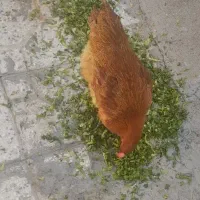 مرغ لری گل باقالی