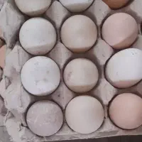 تخم اردک محلی و پروازی