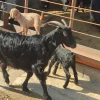 بز با دو کهره