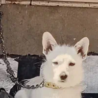 سگ پاکوتاه نر  فروش فوری